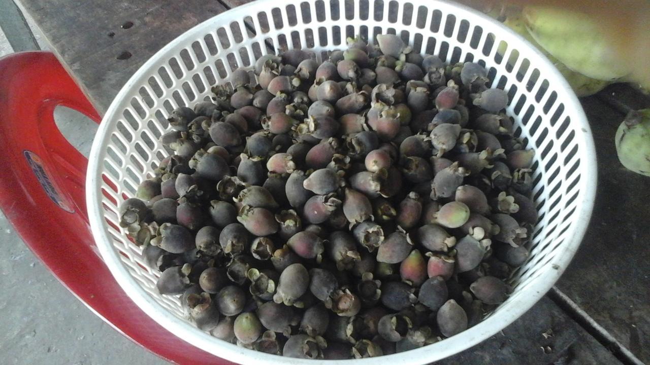 Hotel Pepper Farm Phú Quốc Exterior foto